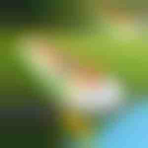 Pripučiama vandens čiuožykla (465x80 cm) | REEFLY