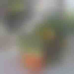 Šaldytuvo organizatoriaus dėžutė | FRESHDISH