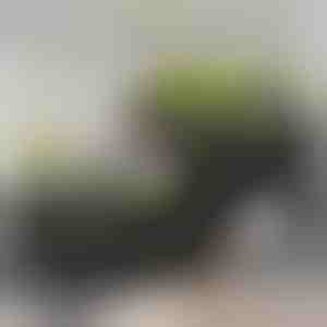 Daržovių auginimo dėžė | BOTANITKO